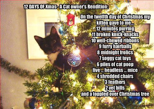 148732_449159338479989_402038055_n