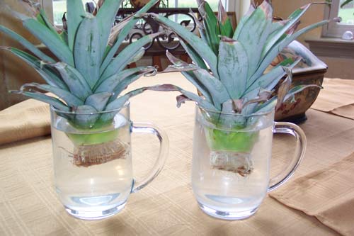 Pineapple_Tops_In_Water