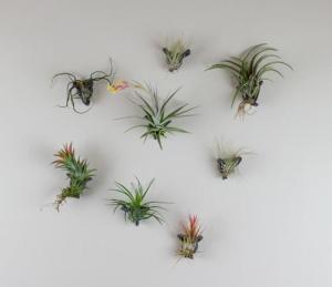 airplants